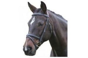 Kincade Padded Headpiece Flash Bridle | Horses & Ponies