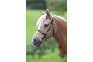 Shires Velociti GARA Plain Inhand Bridle - Havana In Pony Show Equestrian