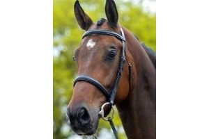 Kincade Raised Cavesson Bridle Cob Black New Padded with Reins