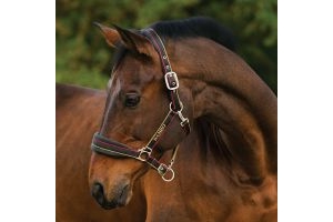 Horseware Rambo Padded Headcollar Whitney Stripe Gold