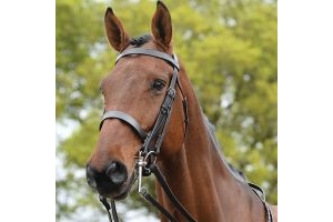Show Weymouth Bridle Brown