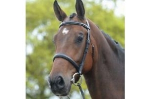 Kincade Raised Cavesson Bridle | Horses & Ponies