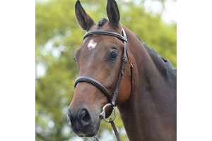 Kincade Raised Cavesson Bridle with Reins-Brown Cob