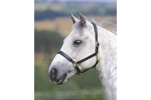 Shires Blenheim Ragley Lined Leather Headcollar PONY TO EXTRA FULL BLACK AND ...