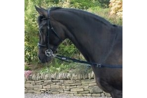 Whitaker Elasticated Side Reins Encourages Correct Positioning Navy One Size 