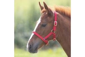 Foal Nylon Headcollar Red