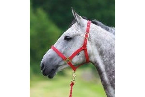NEW Shires Wessex Headcollar & Matching Lead Rope Set, Full Size, Red
