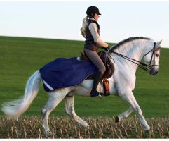 Horseware Amigo Competition Sheet Navy/White